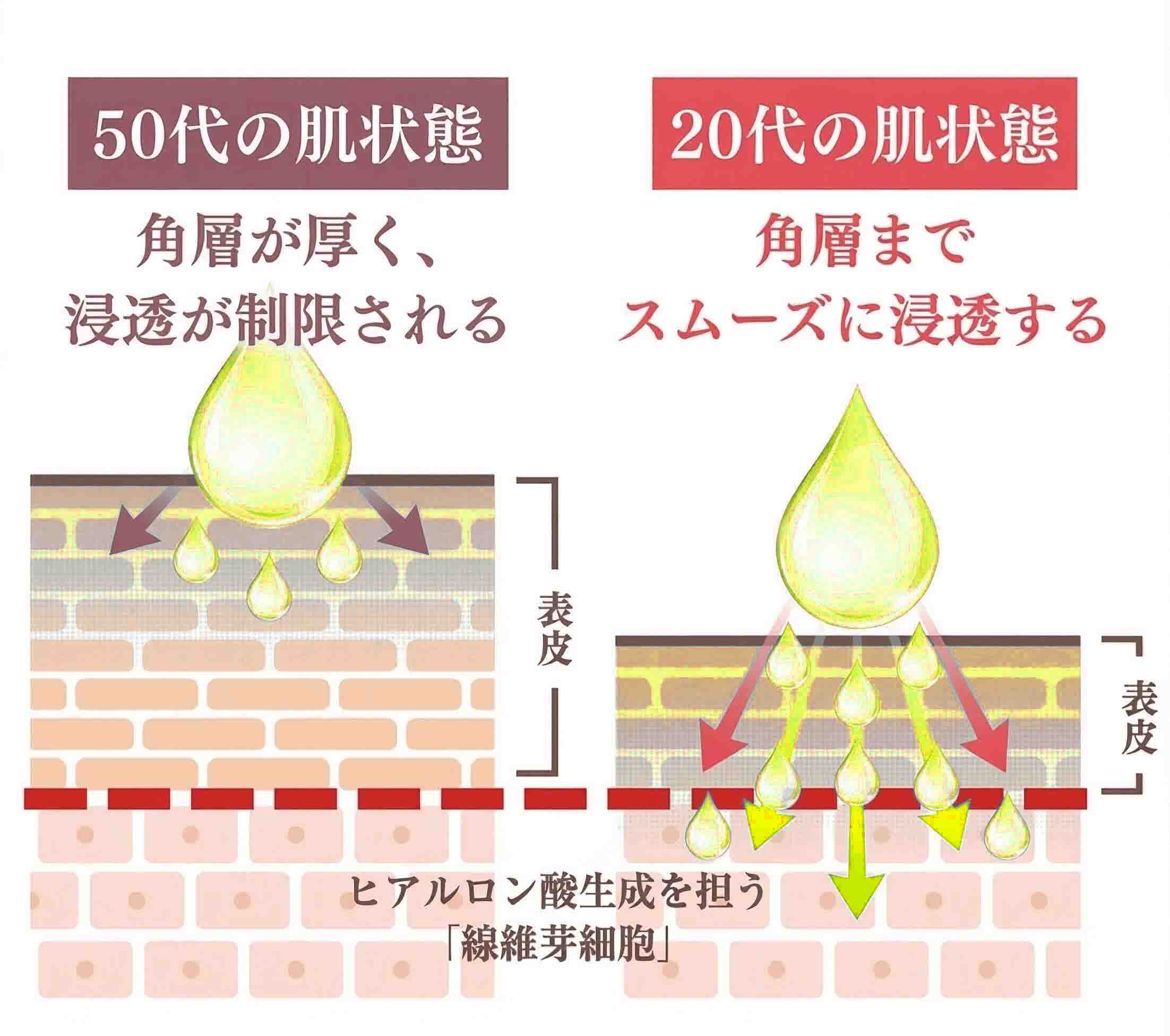 50代と20代の肌状態。角層の厚さと水分浸透の違い